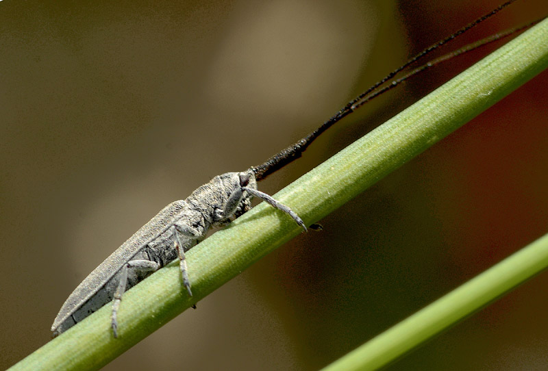 Cerambycidae: Calamobius filum
